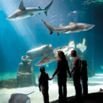 Vasca degli squali Acquario di Genova